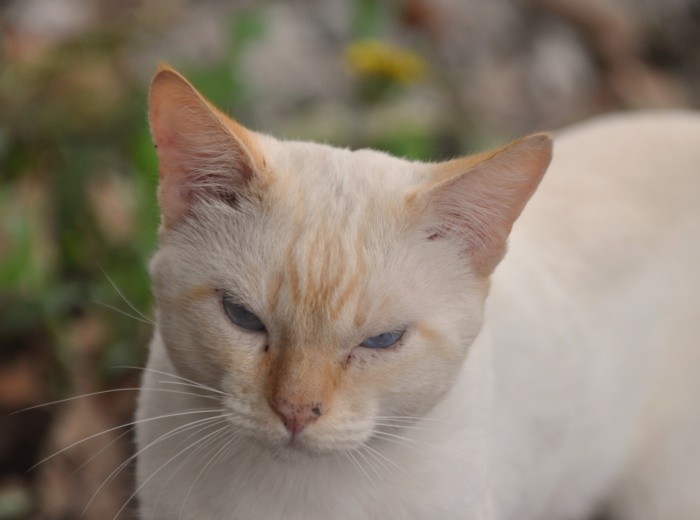 "Gatinhos brancos com olhos azuis so surdos..ler" de Decio Badari