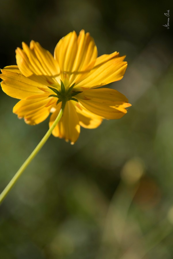 "Flores del Botnico: Amarilla" de Carmen Esteban