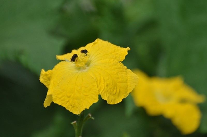 "In focus, out of focus a flor da ` Bucha` leia...." de Decio Badari