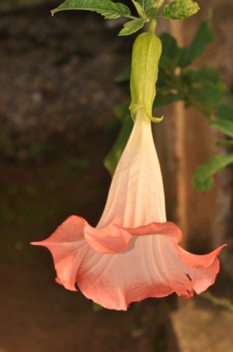 "Trombeta de Anjo  Brugmansia suaveolens..ler" de Decio Badari