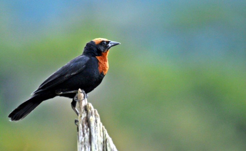 "O Garibaldi (Chrysomus ruficapillus) ..fv.ler" de Decio Badari