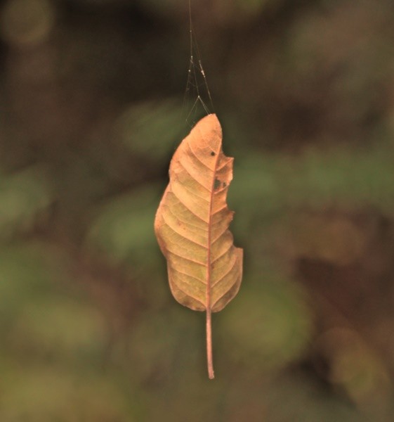 "A natureza traz em si a mais pura beleza....leia" de Decio Badari