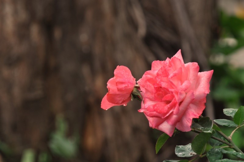 "Rosas e mais rosas, assim so elas...leia" de Decio Badari