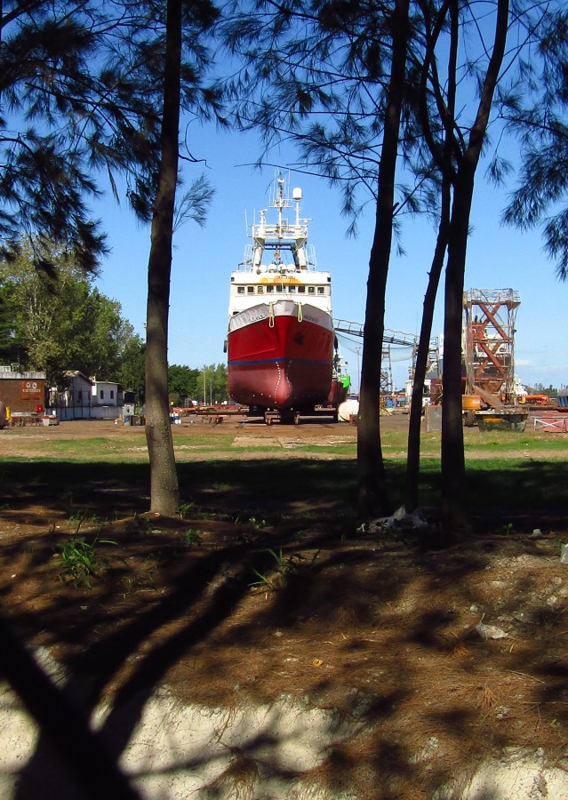 "Tiburones en el bosque." de Alejandro Silveira