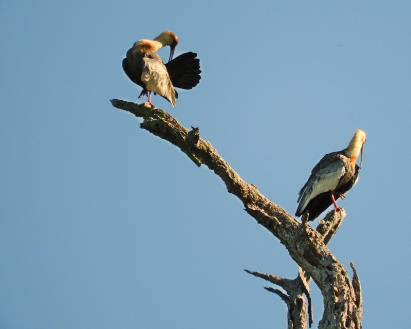 "A limpeza da `Curicaca (Theristicus caudatus) ler" de Decio Badari