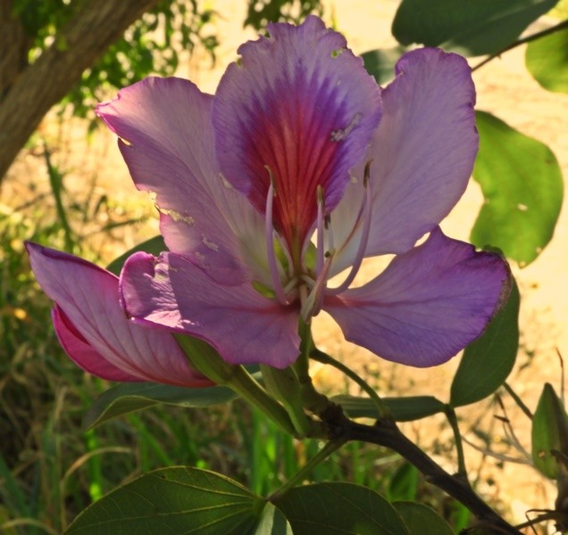 "Pata-de-vaca  Bauhinia variegata, ) ..leia" de Decio Badari