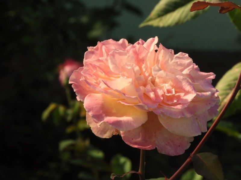 "Antigamente as rosas eram s cor de rosa..ler" de Decio Badari