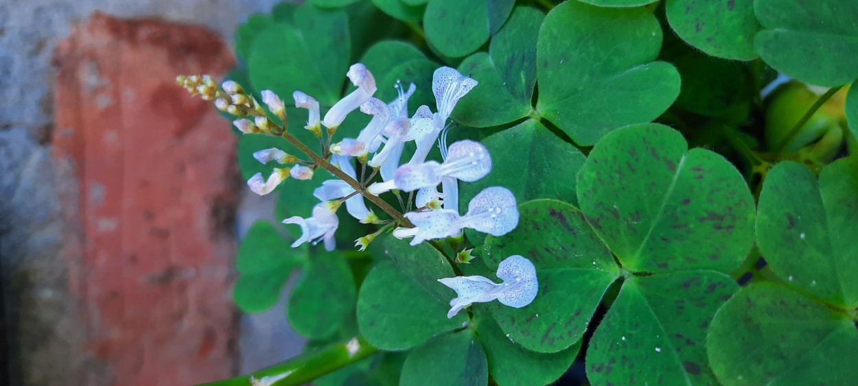 "Flores blancas" de Ana Piris