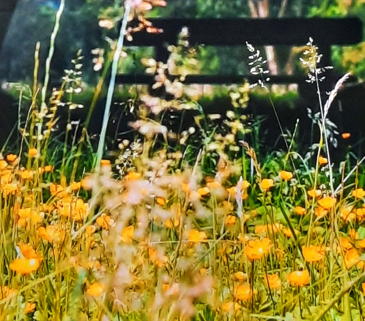 "Campo amarillo" de Ana Piris