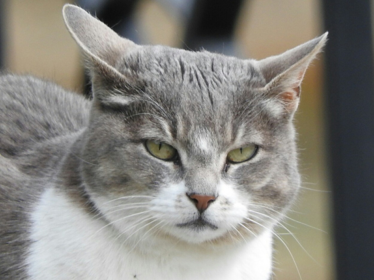 "Gato callejero" de Hctor Venezia