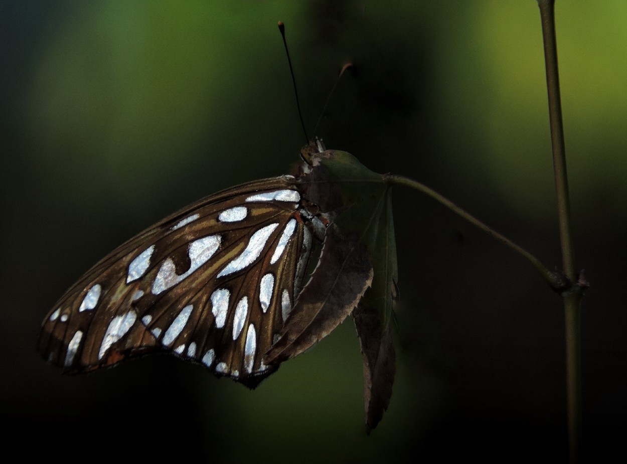 "Mariposa tecnicolor" de Silvia Olliari