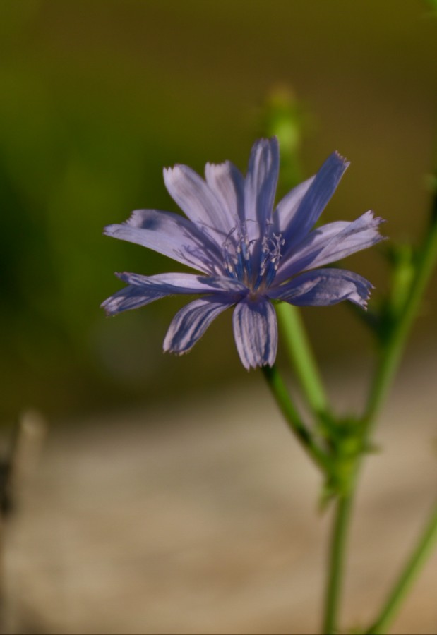 "Flor silvestres" de Silvana Magali Frank