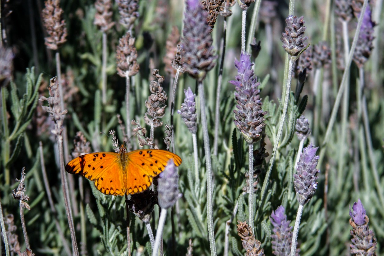 "Olor a lavanda." de Mara Andreadiaz