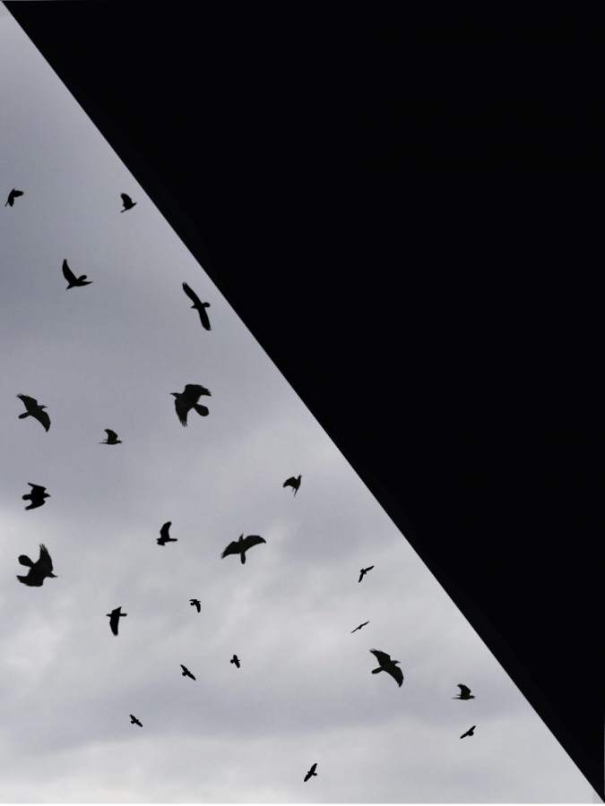 "The Birds" de Carlos A. Sandoval