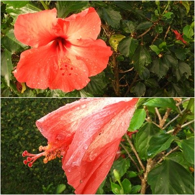 "Fases....O hibisco  a flor smbolo do Hava...ler" de Decio Badari