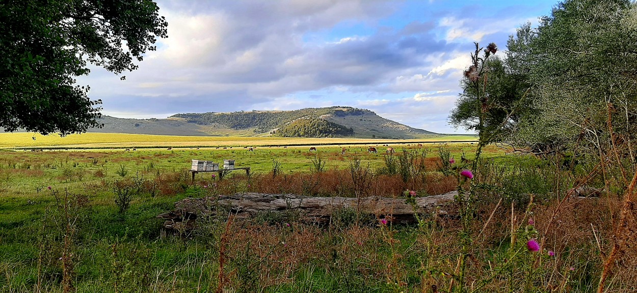 "Campos de Balcarce" de Juan Carlos Viegas