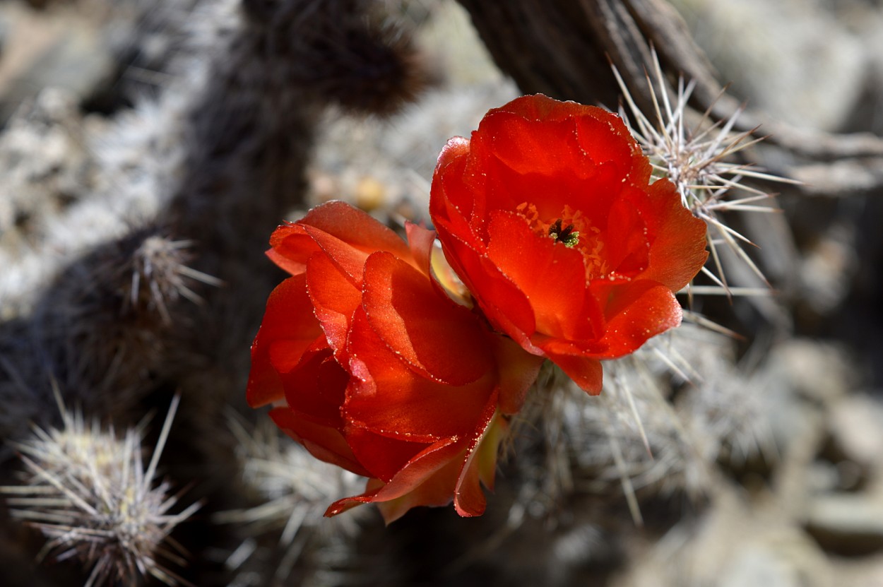 "flor de cactus" de Marcos Pedro Escudero