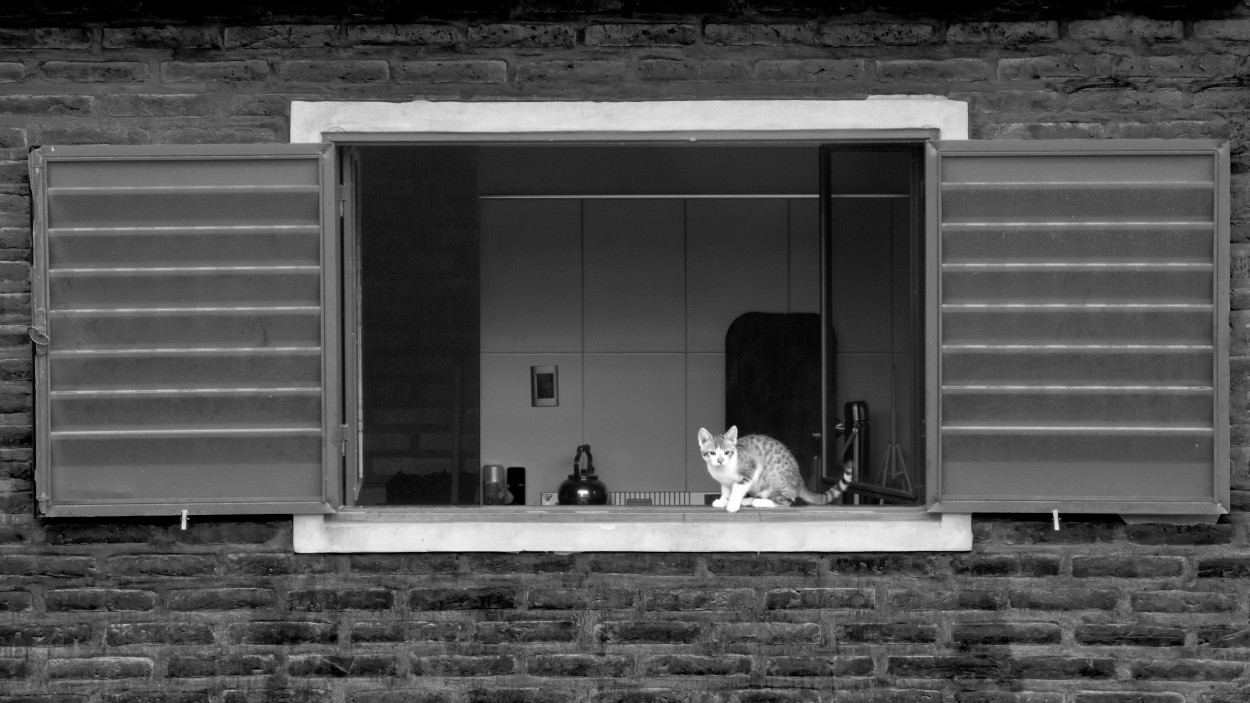 "Gato en la ventana" de Andrs Gonzlez