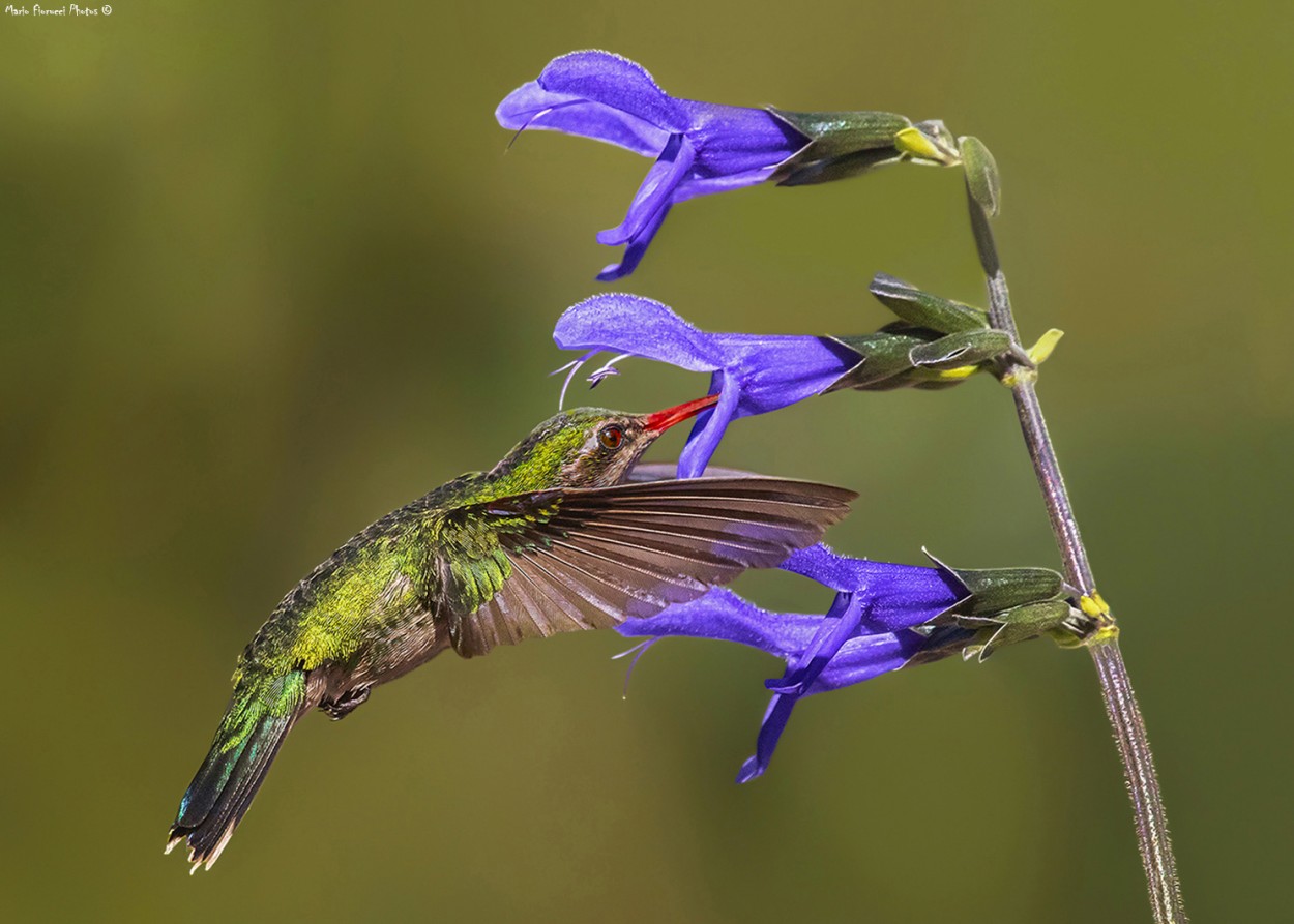 "Common hummingbird" de Mario Gustavo Fiorucci