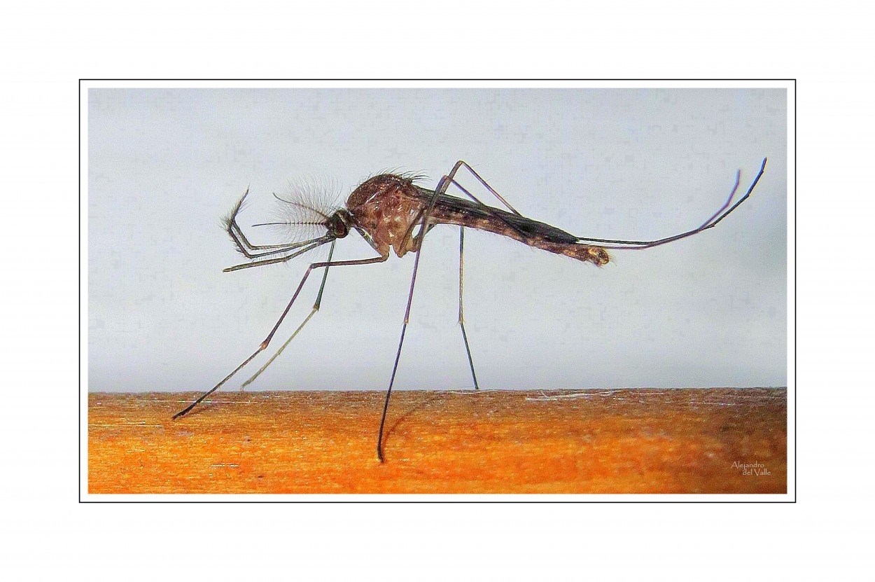 "Un mosquito macho" de Alejandro del Valle