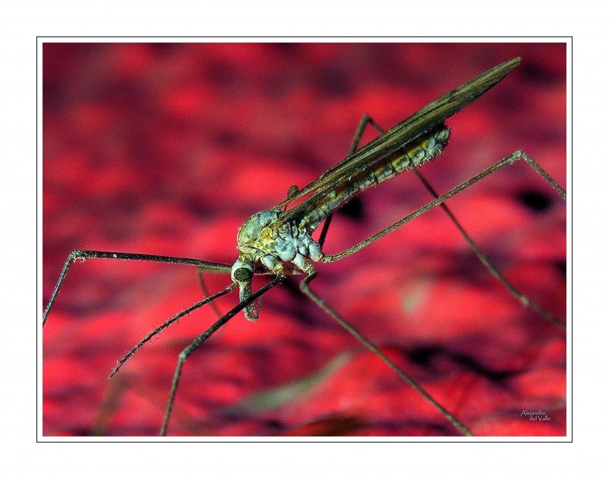 "Como un mosquito gigante" de Alejandro del Valle