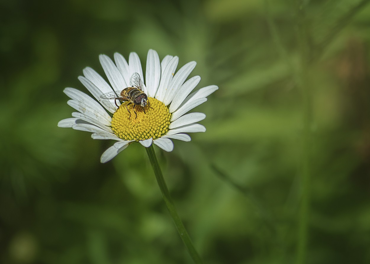 "`Mosca Abeja`" de Micaela Cruz