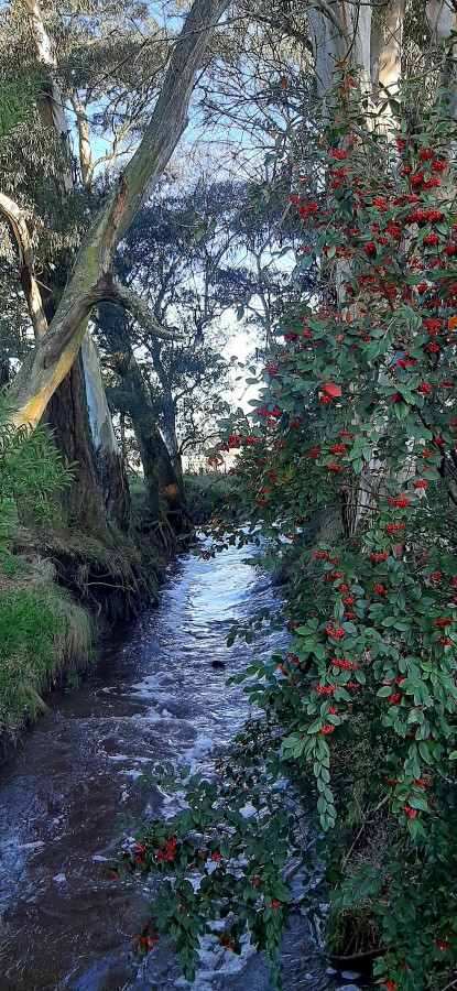 "Arroyo Tapera" de Juan Carlos Viegas