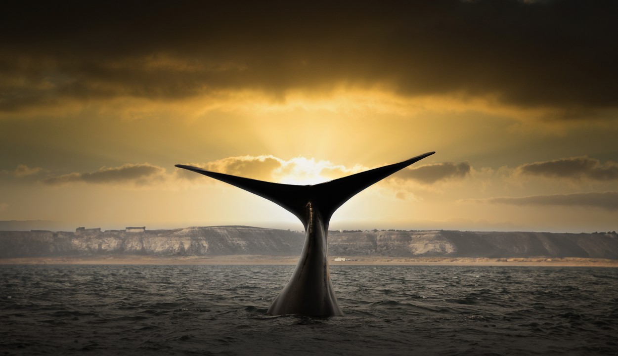 "`Ballena al atardecer`" de Carlos Cavalieri