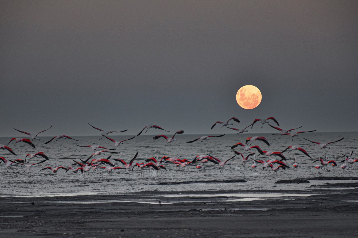 "Jugando con la luna" de Daniel Oliveros