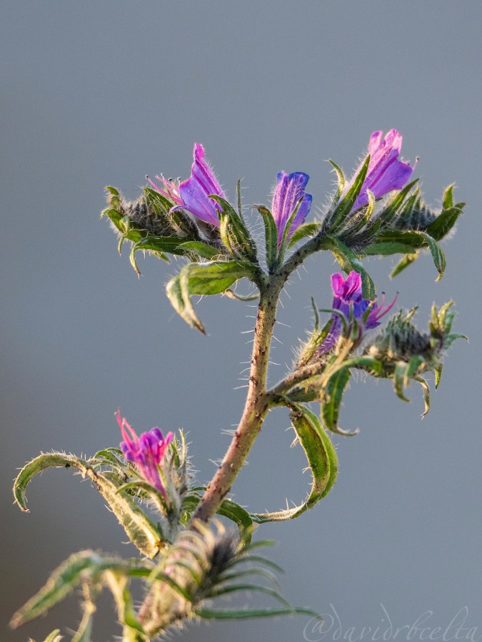 "Echium plantagineum" de David Roldn