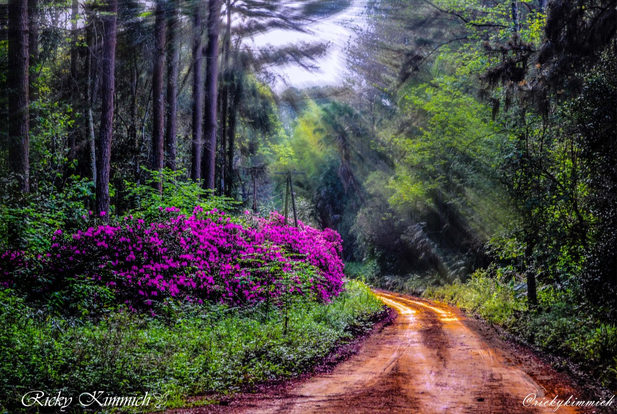 "El Camino de mi Padre" de Ricky Kimmich