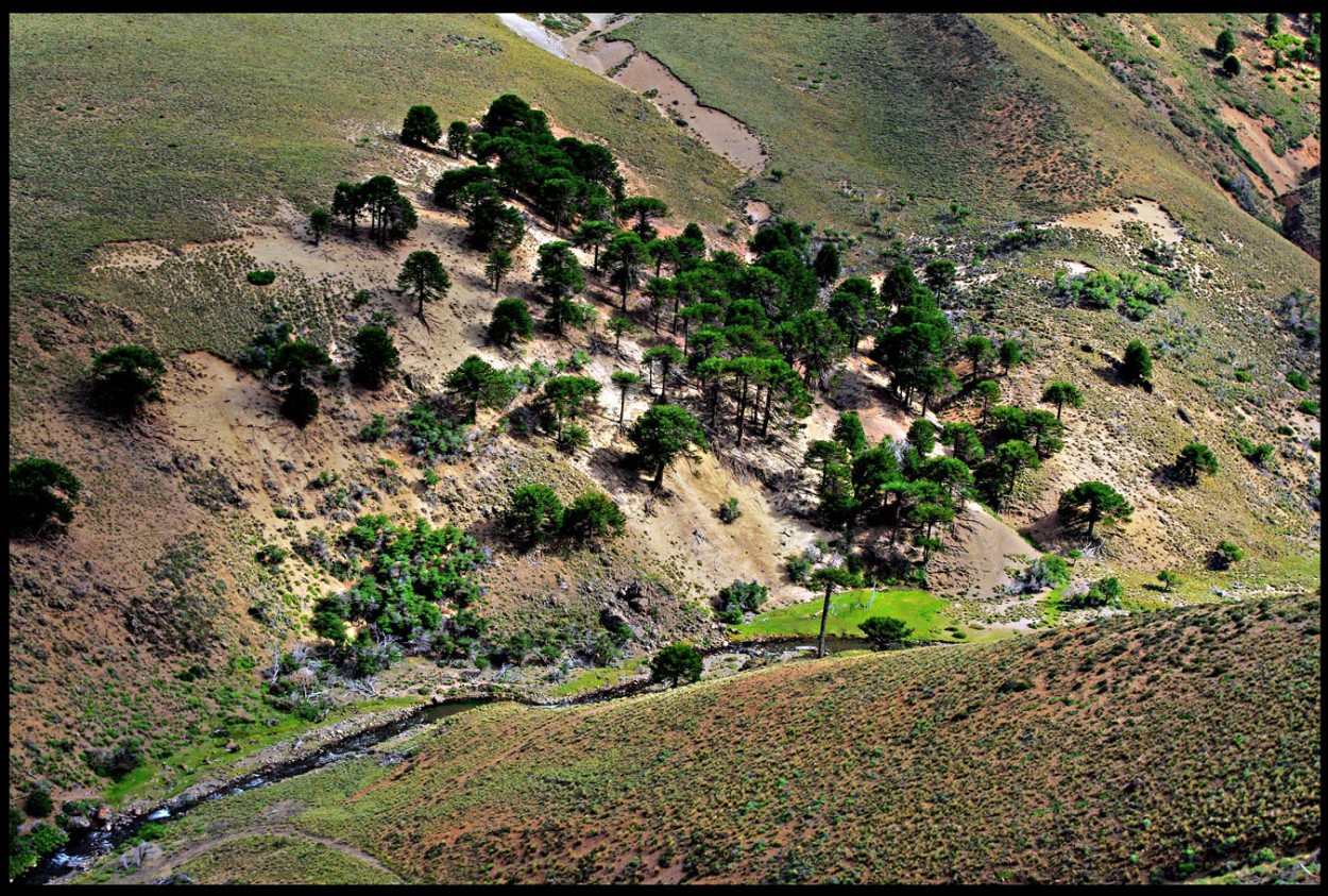 "Paraje arbolado" de Jorge Vicente Molinari