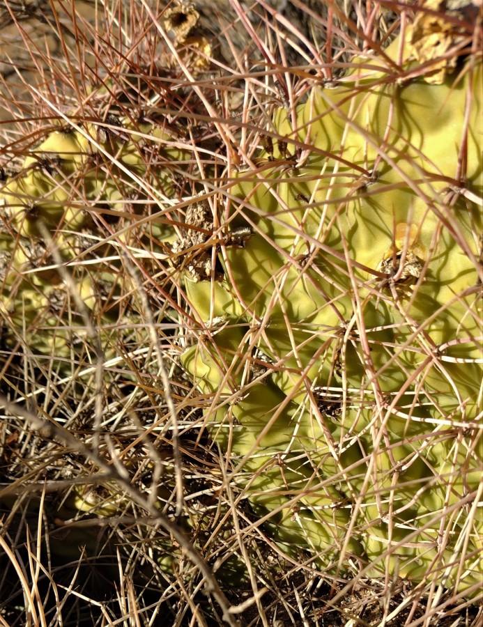 "CACTUS ESCONDIDO" de Hector Antonio Rauchs