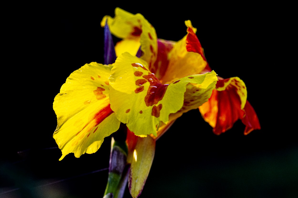 "Flor amarilla" de Daniel Oliveros