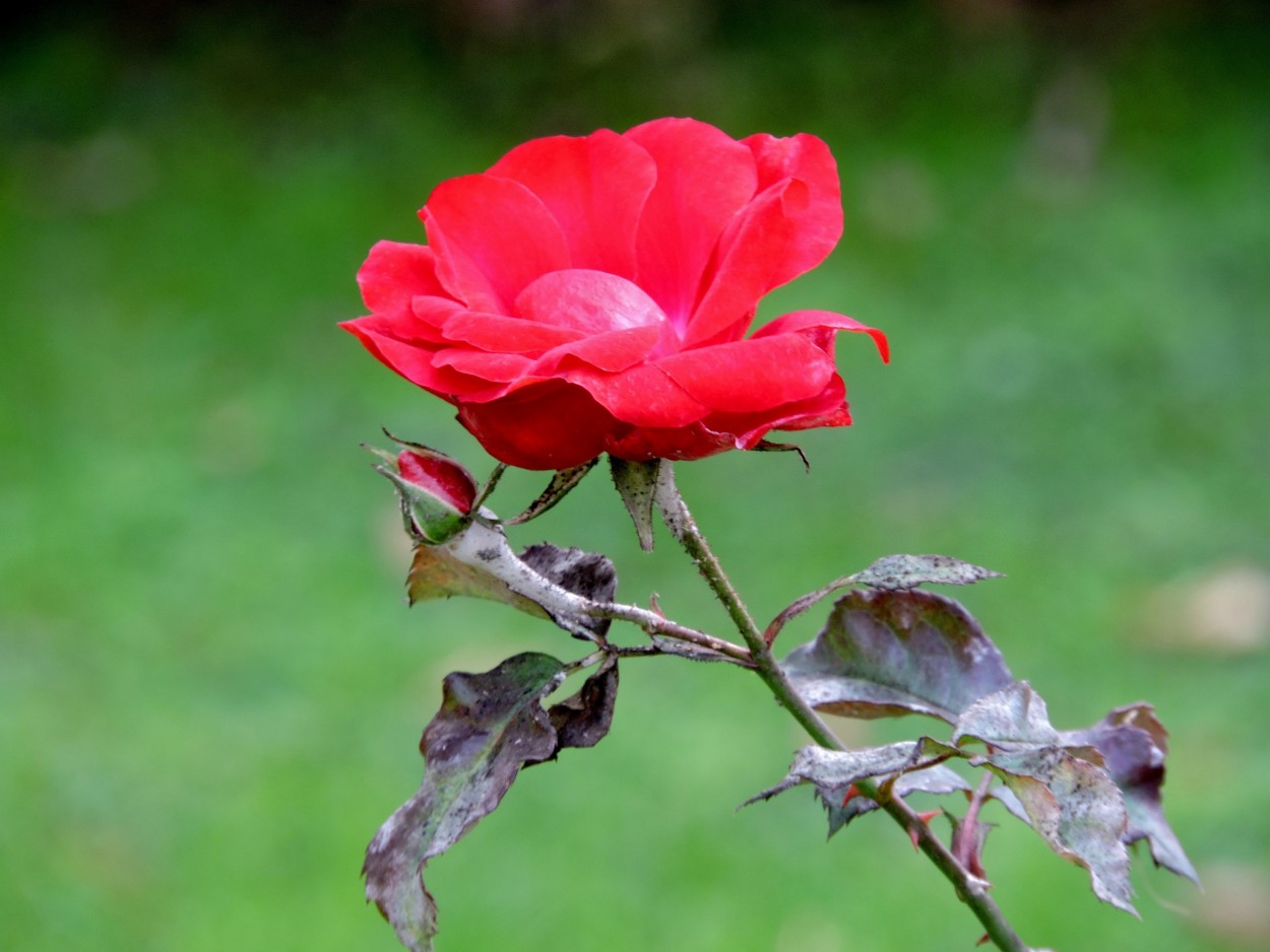 "Rosa roja" de Silvia Olliari