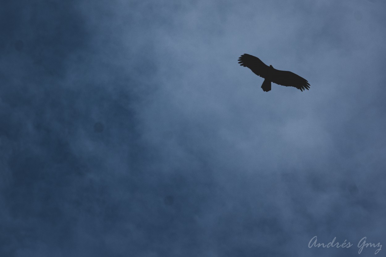 "Alta en el cielo" de Andrs Gmez