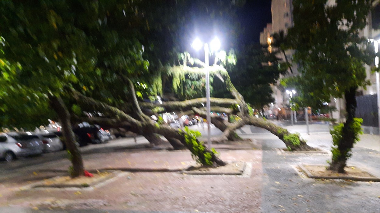 "rboles de ro de Janeiro" de Carlos Alberto Novo