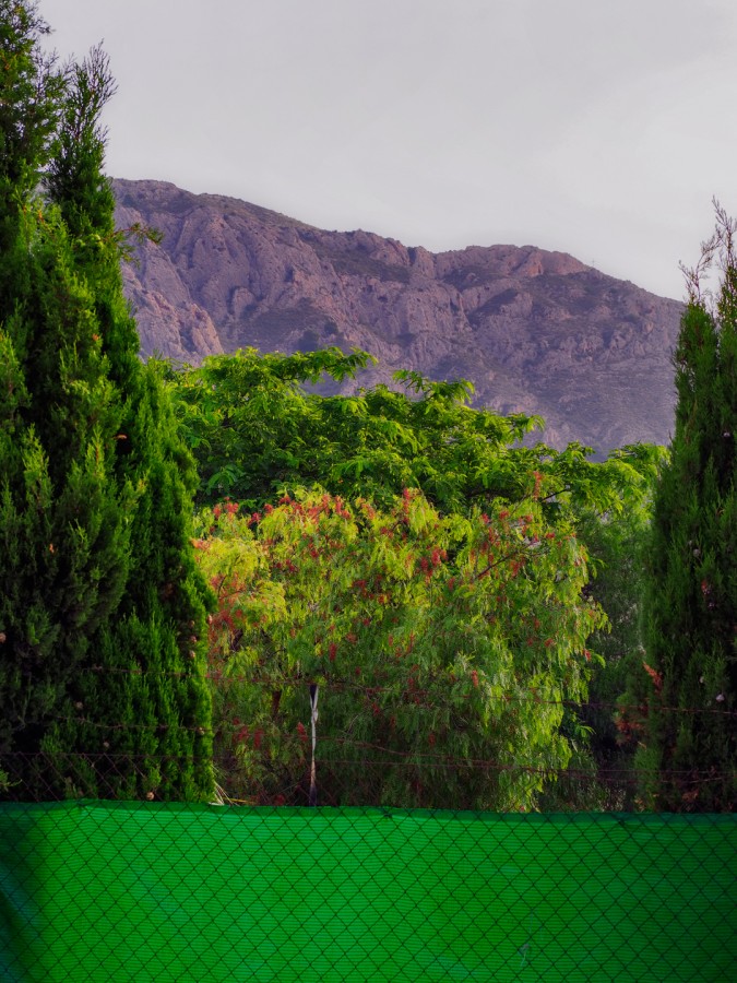 "Verdes" de Francisco Jos Cerd Ortiz