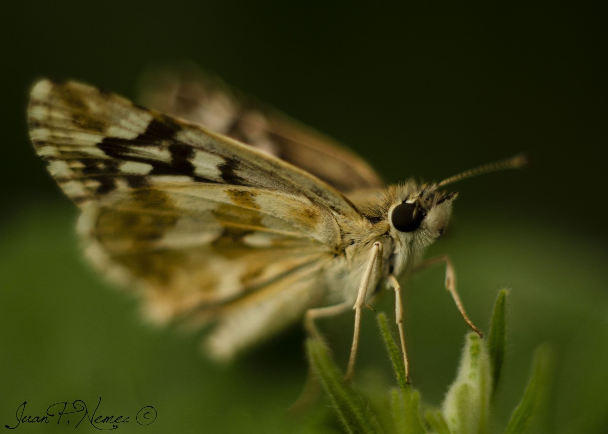 "Mariposita del gnero Pyrgus" de Juan P. Nemec