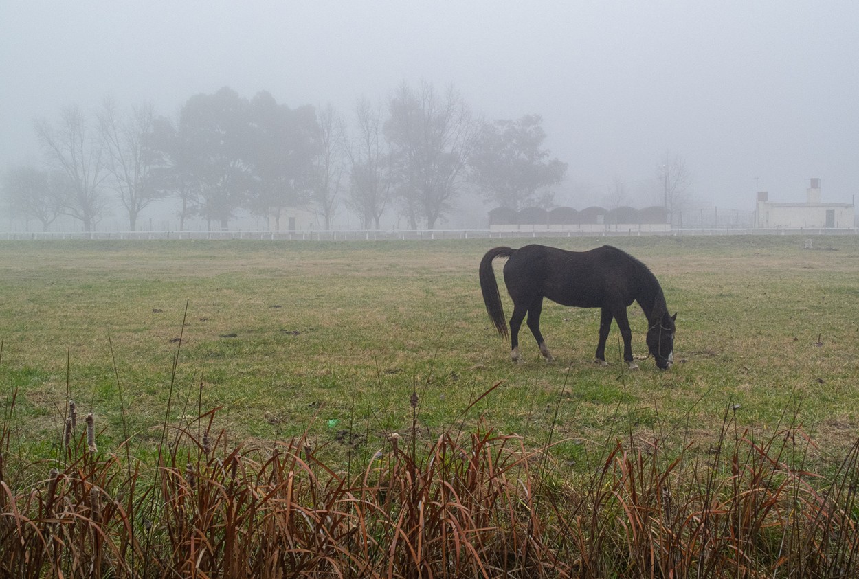 "Pastando en la niebla de la maana" de Fernando Valdez Vazquez