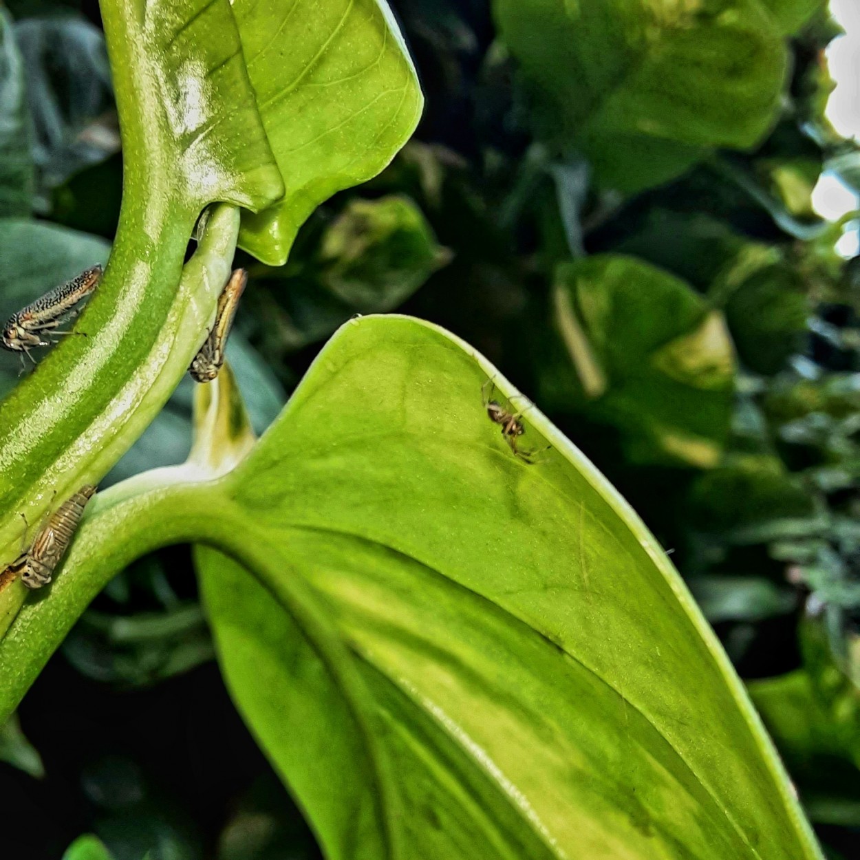 "Insectos jardineros" de Ana Piris