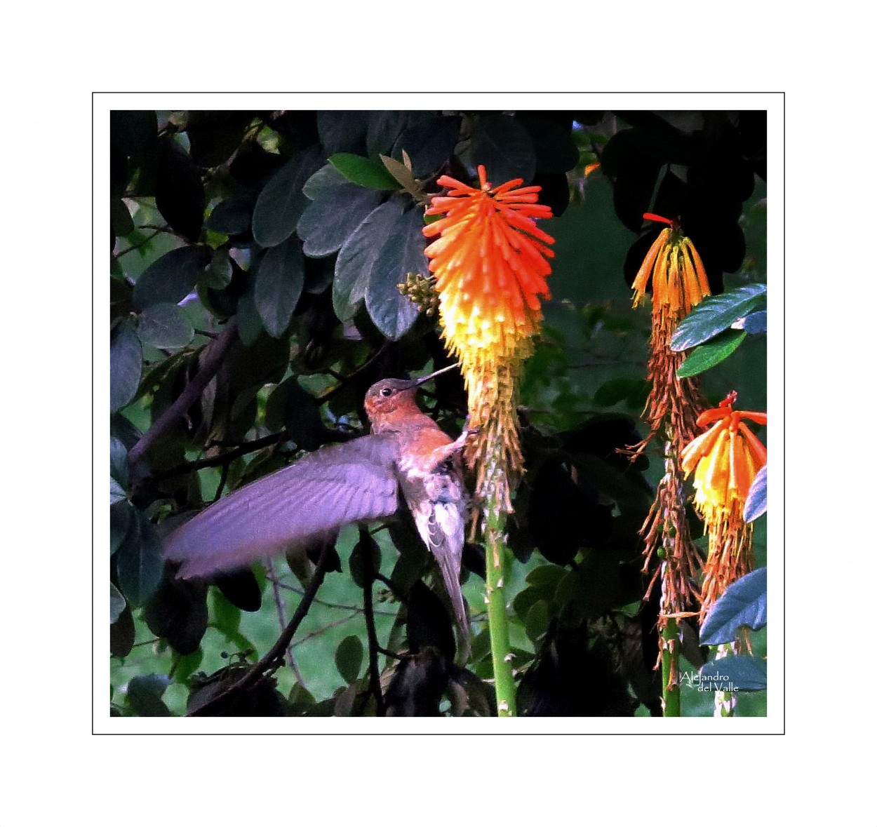 "El colibr ms grande de todo el mundo" de Alejandro del Valle