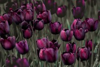 campo de tulipanes negros