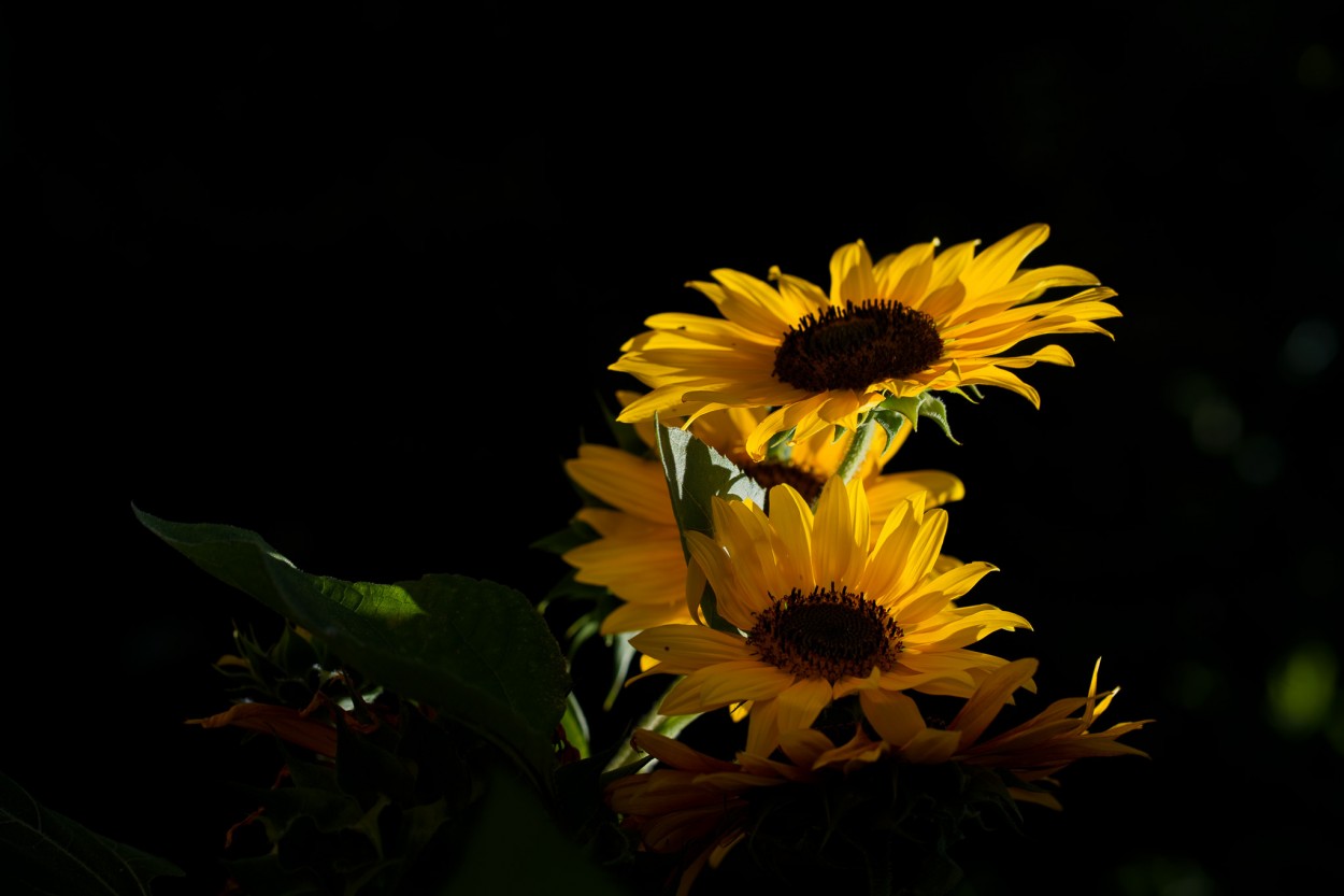 "Girasoles" de Patxi Larrauri