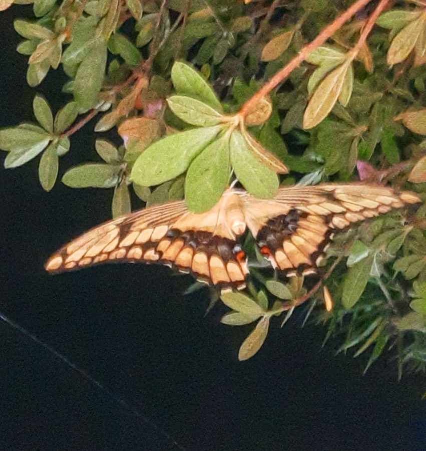 "Mariposa nocturna" de Ana Piris