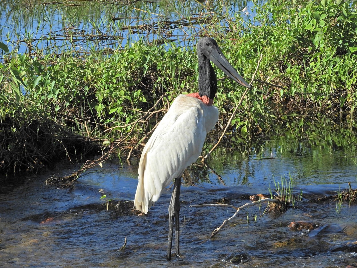 "A grande cheia de 2018 no Pantanal de Corumb M.S." de Decio Badari