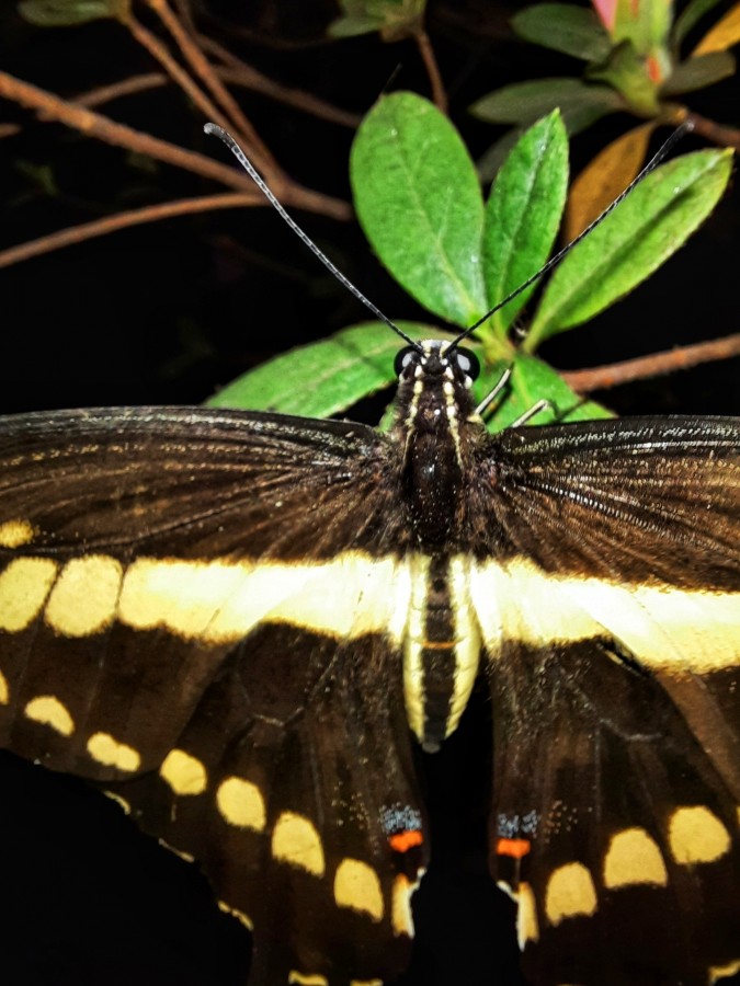 "Mariposanocturna" de Ana Piris