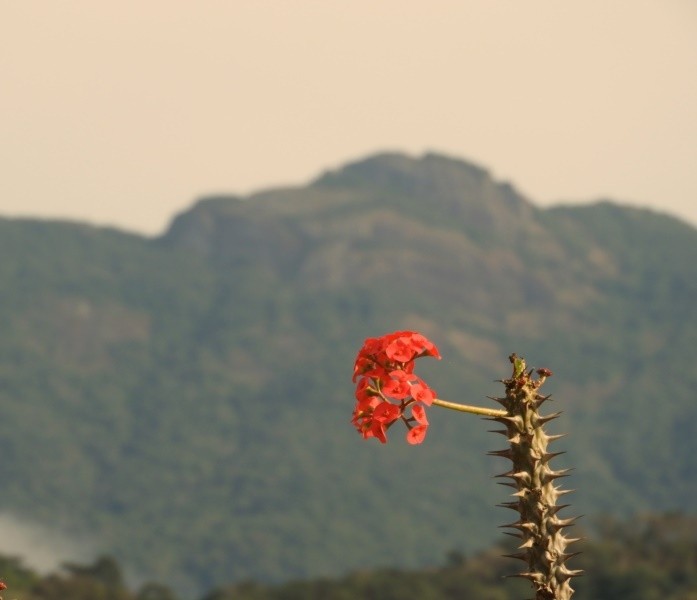 "A coroa-de-cristo (Euphorbia milii) ...ler" de Decio Badari