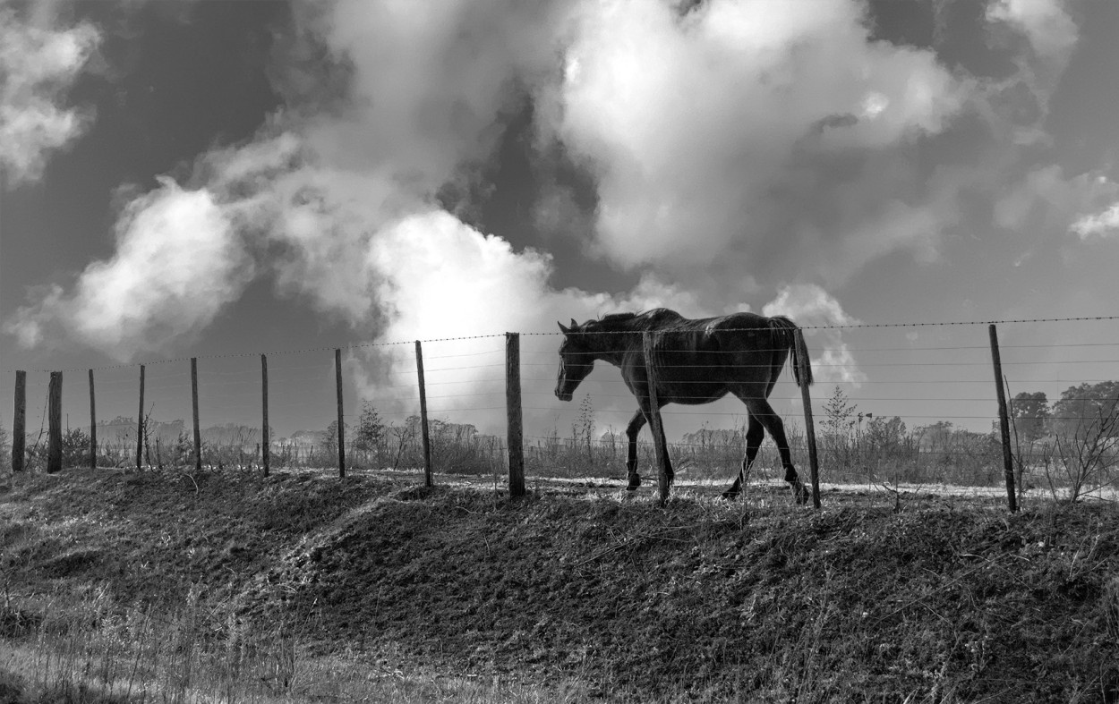 "Trote entre las nubes" de Fernando Valdez Vazquez