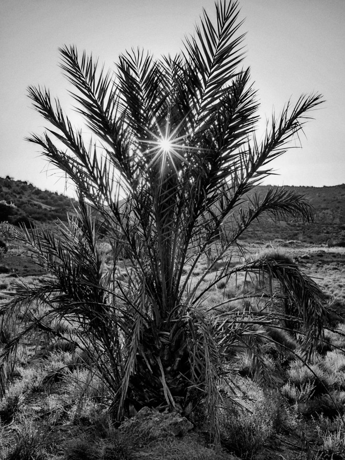 "Sol y palmera" de Francisco Jos Cerd Ortiz